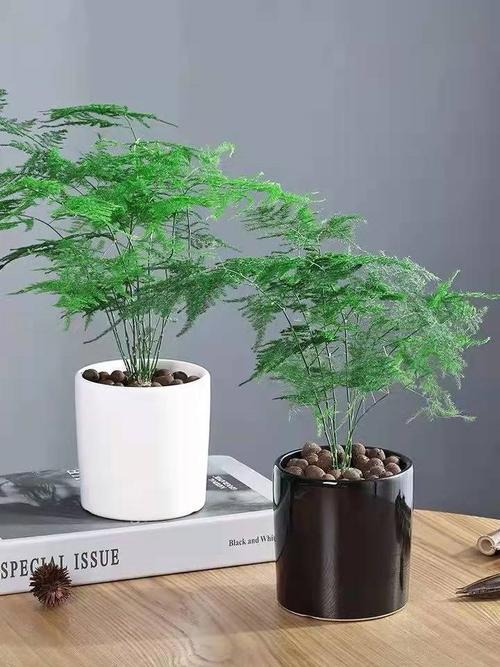 竹子的栽培方法-万思特网