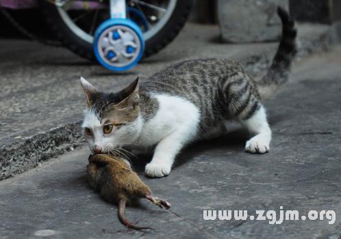 梦见猫捉老鼠 梦见猫逮老鼠并咬死