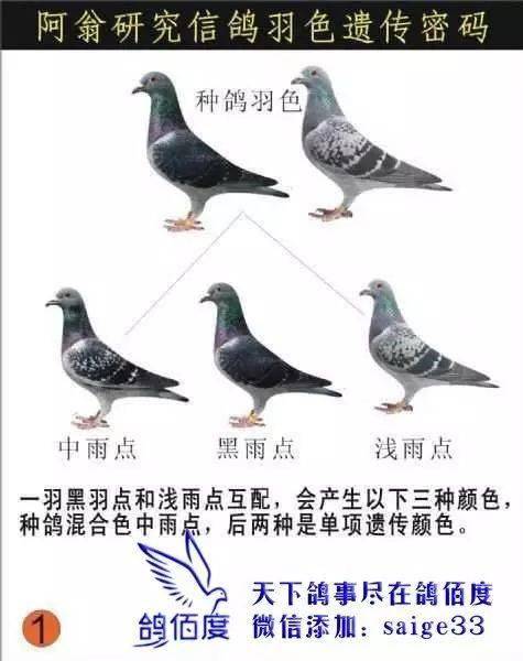 鸽子羽色名称及图片图片