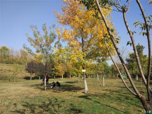 尤其是银杏树,西安一到秋天,便到了观赏银杏树黄叶时间,各著名景点,如