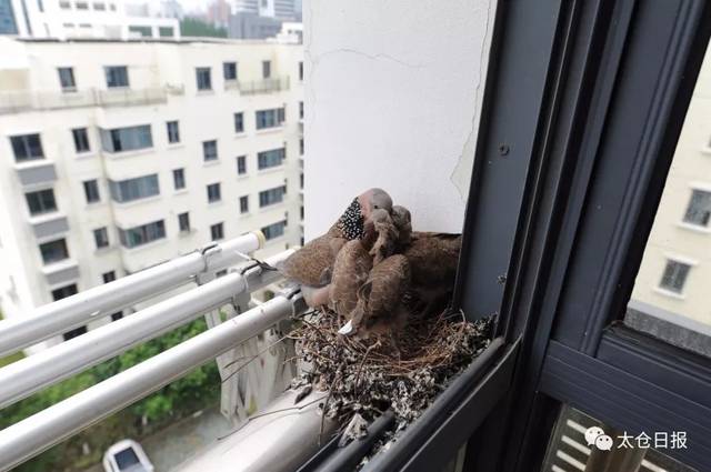 温情满满!野鸽子在太仓一户人家阳台上筑窝孵宝宝