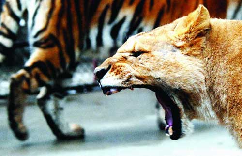 怀孕的母狮在咆哮,公老虎在它身后徘徊.图/记者刘刚