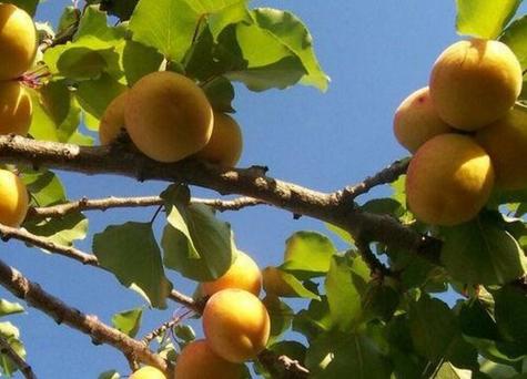 1,带来霉运杏树是先花后果的,杏花的颜色为白色,在风水上是非常不吉利
