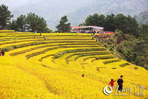 每年9月至11月,是广西上思县南屏瑶族乡常隆村百马屯百马梯田水稻收获