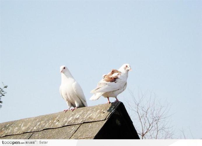 站在屋顶上的白鸽子高清摄影素材图片,桌面壁纸