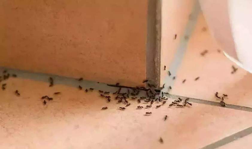 家里有蚂蚁怎么办快速去除蚂蚁的小妙招