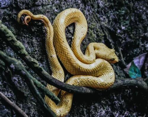 孕妇梦见黄色的蛇是什么意思