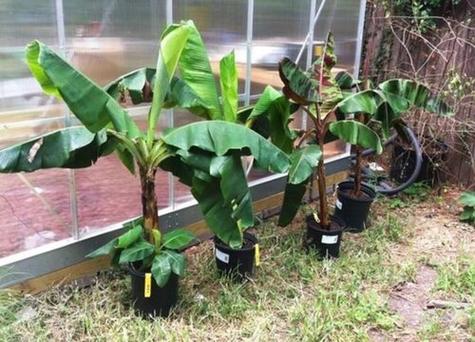 会很适合香蕉树的生长,对植株的生长是有利的,艳家里种植香蕉树的风水