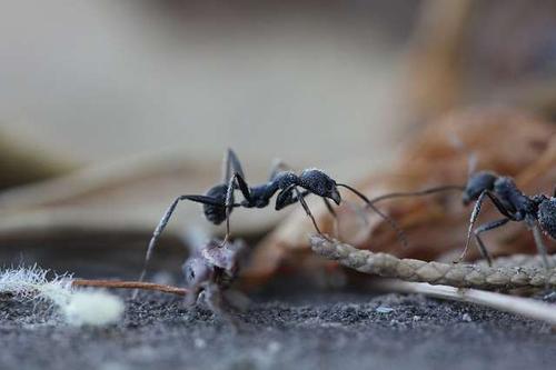 晚上做梦梦到成群的蚂蚁在身体里钻出来是怎么回事?