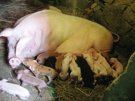 超级母猪一胎生下24只小猪崽组图