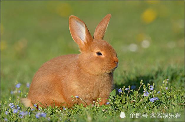 3,87年兔是五行属什么命:年属兔五行什么命