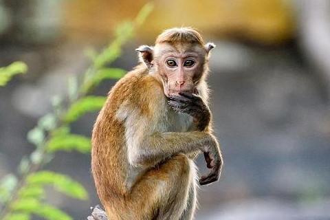 2023年属猴人的全年运势运程_海南房产网_推广