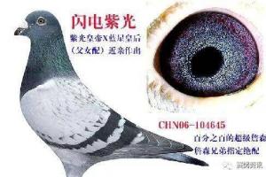 世界最好的紫罗兰鸽眼是怎么作出的