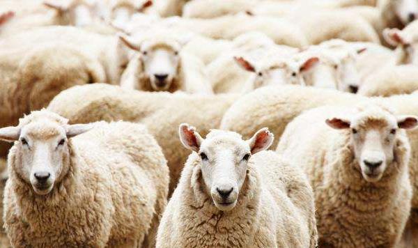 梦见死羊是什么意思梦到很多白色的羊死了有什么预兆