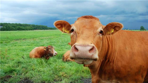 场会对繁殖性能下降的母牛进行人工授精,以保证牛场繁殖量避受损失