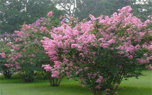 具体内容如下: 1 紫薇树能不能种植在家里 紫薇树在我国有着广泛的种