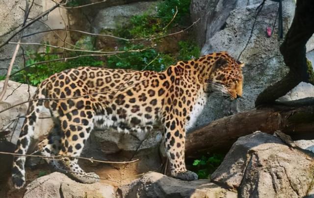 2023年4月杭州野生动物园工作人员在打扫卫生时一时疏忽导致3只金钱豹