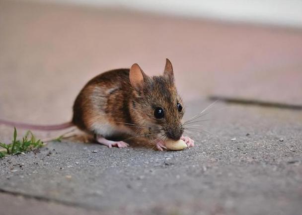 为什么很多人发现,老鼠变得越来越少了?老鼠真的