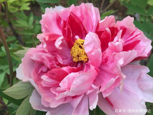 游洛阳王城公园,牡丹花真不愧唯有牡丹真国色,花开时节动京城