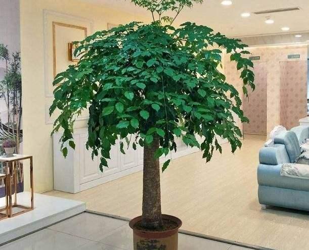 客厅什么植物好又旺财(客厅旺财的绿植有哪几种)