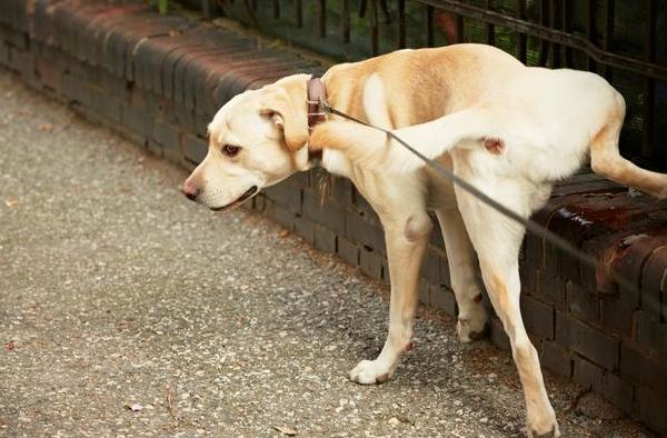 狗狗撒尿为什么要抬起一条腿呢?答案你万万想不到
