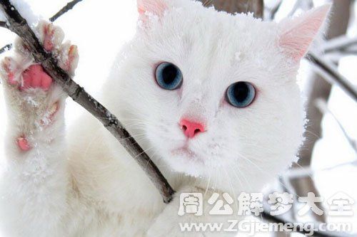 梦见白猫是什么意思_梦到白猫好不好_大鱼解梦网