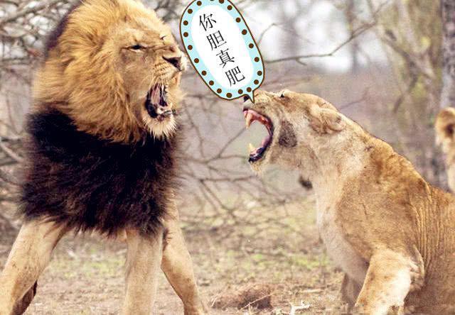 雄狮劈腿被母狮撞见结果牙齿都被打掉网友千万别惹女人