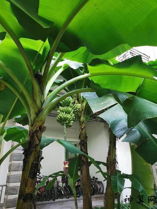 房子后面种香蕉风水好吗,后院可以种香蕉吗-神算网