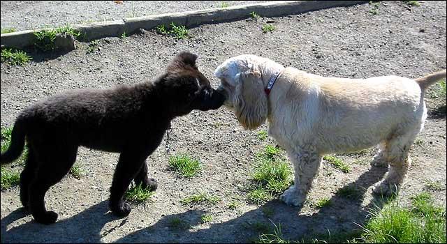 黑狗与白狗的爱情