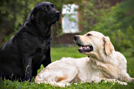 在黑色的白狗黑狗和白狗,在绿草上照片