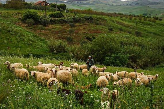 梦见牧羊人放羊人是什么预兆,梦见牧羊人放羊人是什么意思