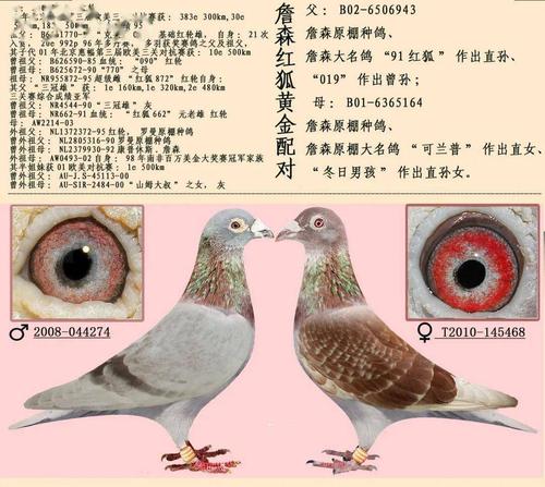 16组超级黄金配对案例,血统鸽眼体型解析_鸽子