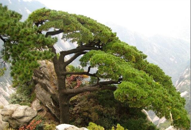 安徽黄山十颗著名的松树,团结松象征着中华民族的大团结