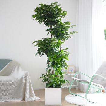 幸福树大型盆栽室内客厅办公室吸甲醛净化空气植物四季