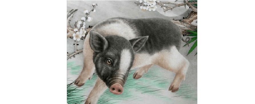 属猪是哪一年出生的图片