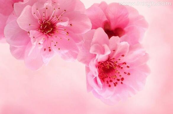 梦见粉色的花