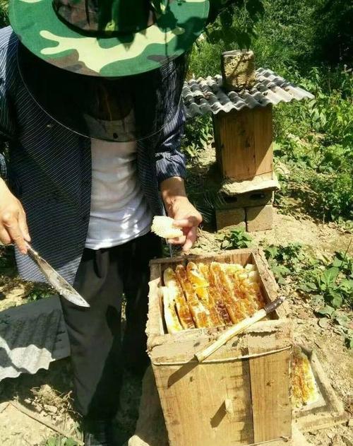 农村大爷采蜂蜜, 花好蜂蜜甜, 又是一个丰收季