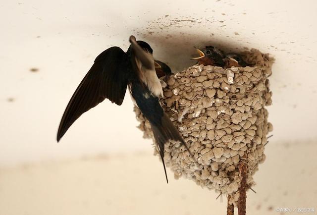 燕子筑巢也讲究风水?农村什么样的家庭会吸引燕子来筑巢?