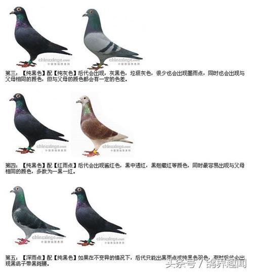 最全信鸽种鸽羽色配对如何繁育异色鸽子漂亮羽色的鸽子