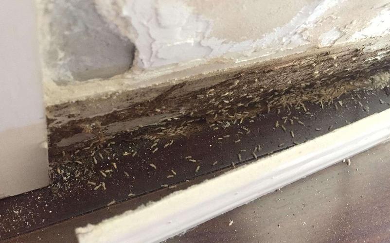 家里有白蚁预兆什么 1家里出现了白蚁没有什么预兆,很有可能家里有