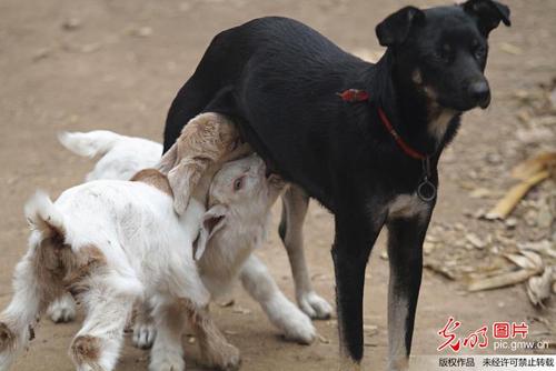 动物奇闻:狗妈妈和她的羊孩子们