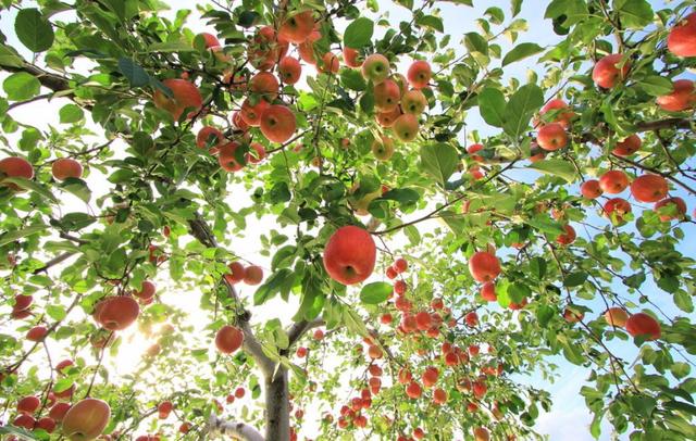 一棵苹果树(一棵苹果树的花哪部分被害虫吃掉后不能结出果实为什么)