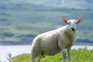 1967年属羊人2024年运势女性54岁生肖羊2024年哪些运势欠佳