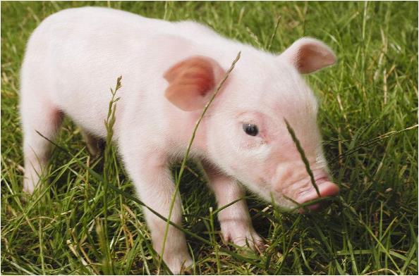 生肖猪出生月份决定你的命运出生在以下几个月份一生好福气