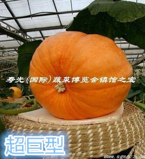 寿光菜博会镇馆之宝超巨型南瓜种子四季特大春夏秋单果达白斤以上