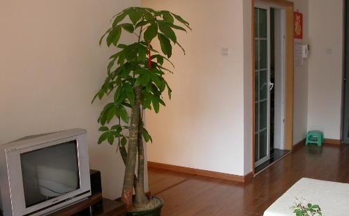 家居风水发财树是广受欢迎的家庭盆景,植物,许多人都喜欢在家里面摆放