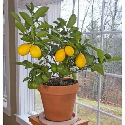 在家里养盆栽柠檬保证开花结果的几个关键,枝条扦插也能繁殖