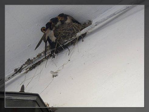 为什么燕子敢在人们的屋檐下做窝?