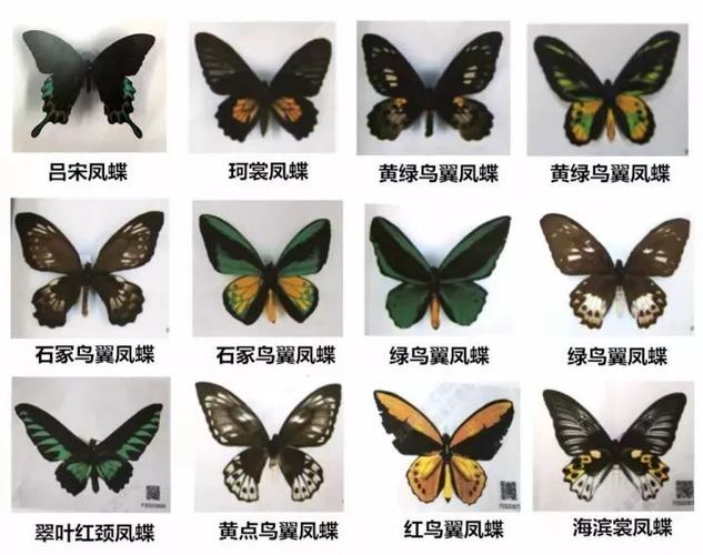 来自山东的三名蝴蝶发烧友,在明知所购买的蝴蝶属于相关国际公约保护
