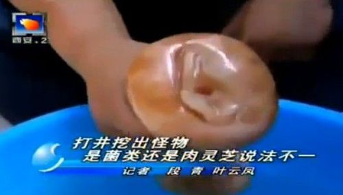 西安女记者误将自慰器认作肉灵芝续:节目组道歉 视频